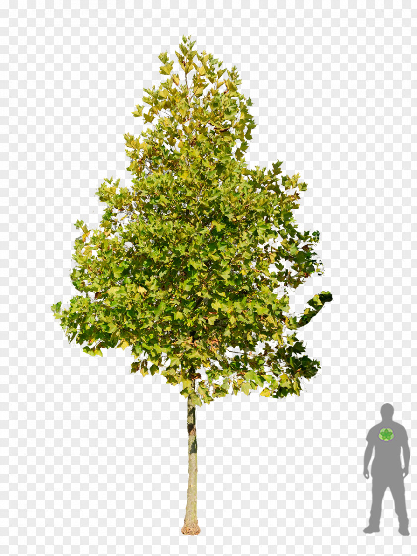 Hedge Shrub Tree London Plane Salix Fragilis American Sycamore Sweetgum PNG