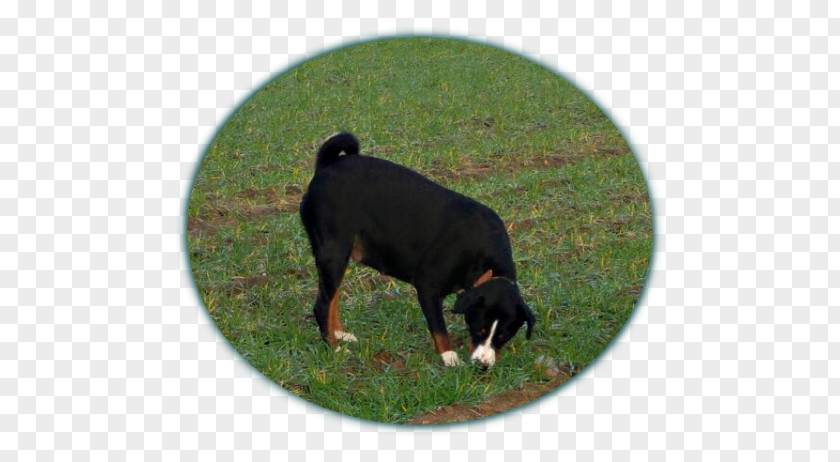 Appenzeller Sennenhund Entlebucher Mountain Dog Greater Swiss Puppy Breed PNG