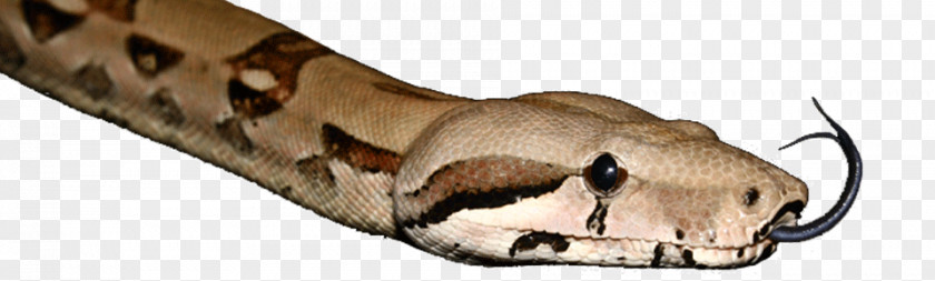 Boa Constrictor Shoe Animal PNG