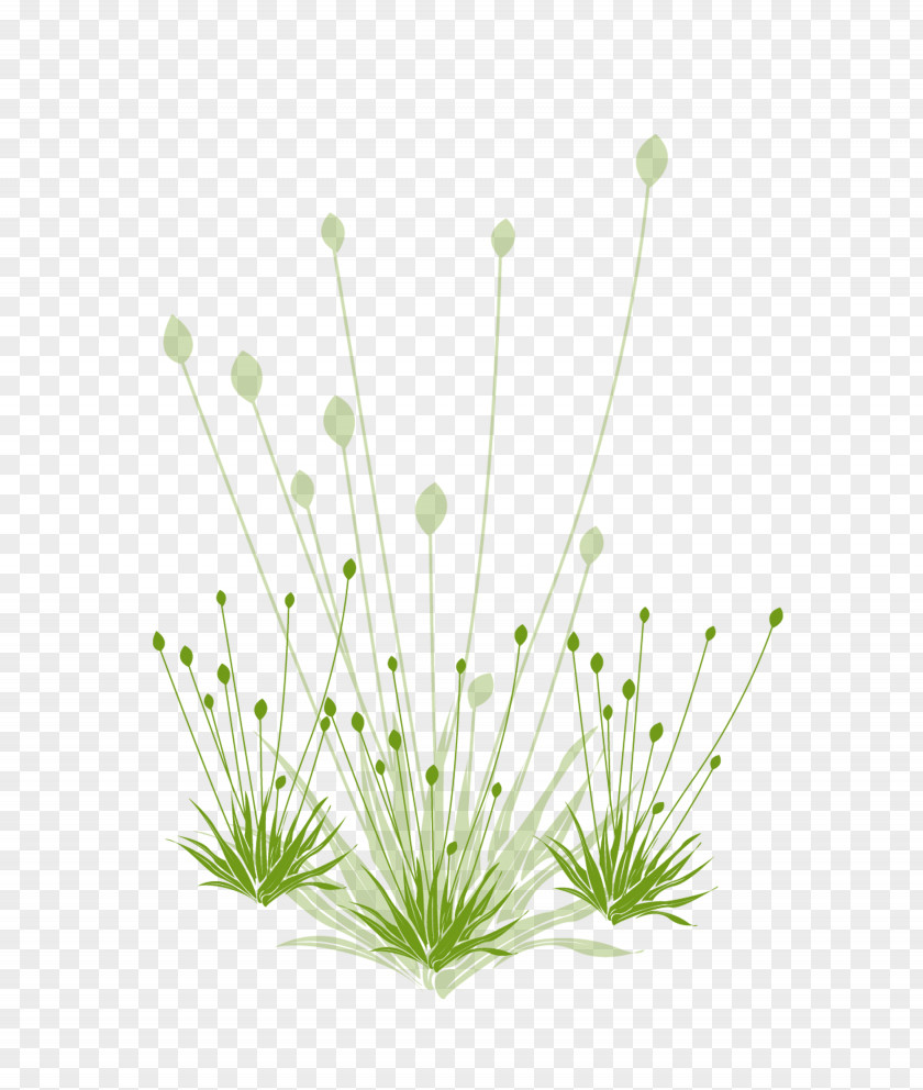 Green Grass Download Google Images Grasses Icon PNG
