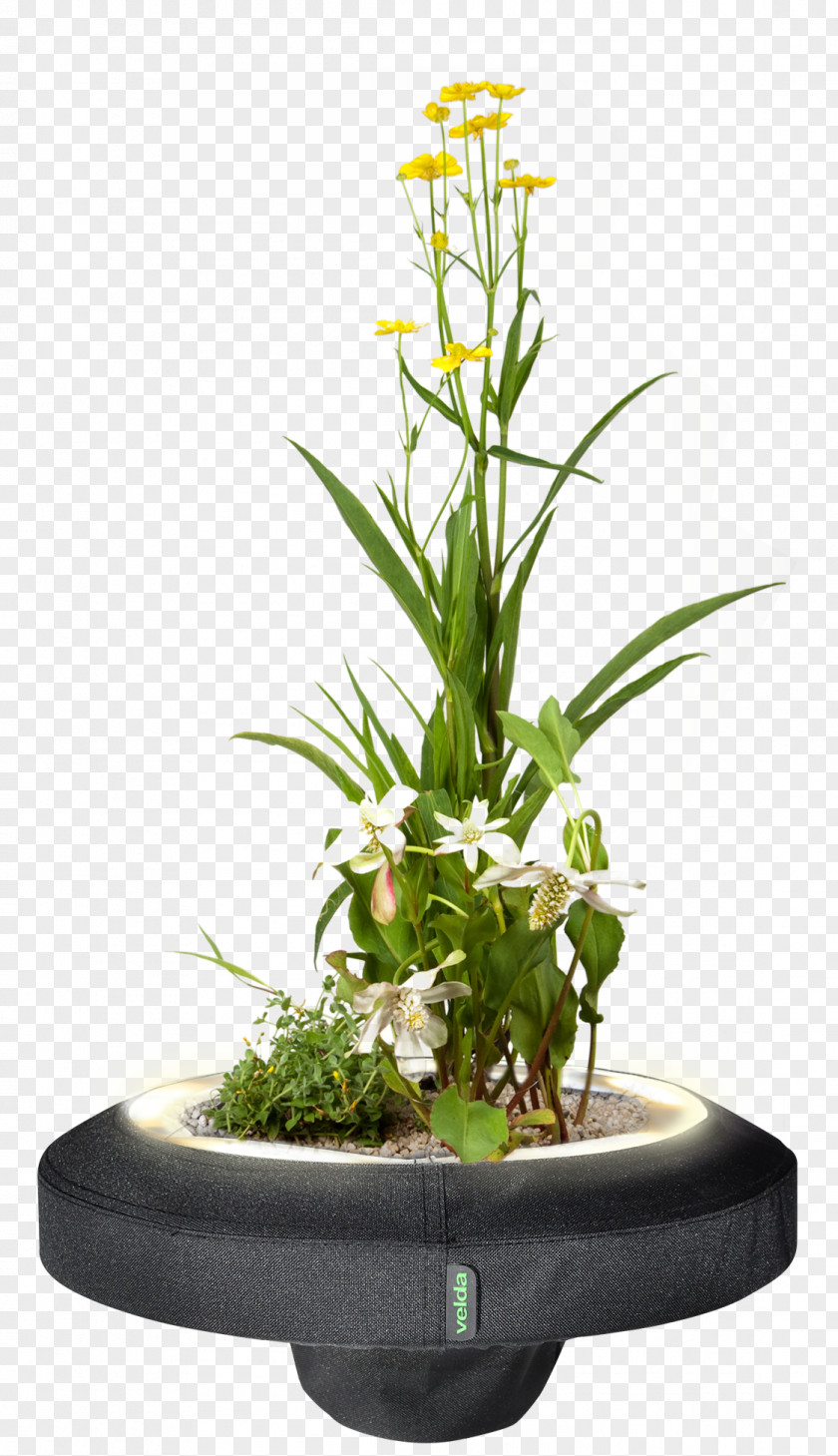 Plants Aquatic Lighting Pond PNG