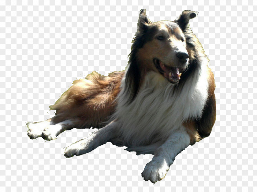 Toby Rough Collie Border Shetland Sheepdog Dog Breed Old English PNG