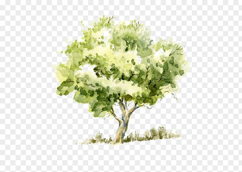 Trees Drawing Watercolor Painting Tree Pencil Sketch PNG