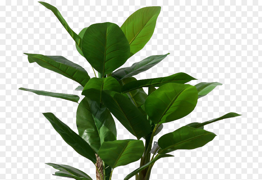 Tropical Banana Leaves Musa Basjoo Leaf Tree Plant PNG