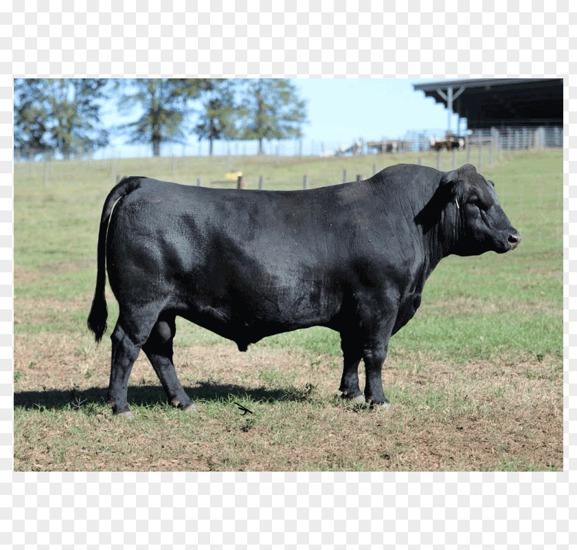 Angus Cattle Bull Brangus Brahman Horn PNG