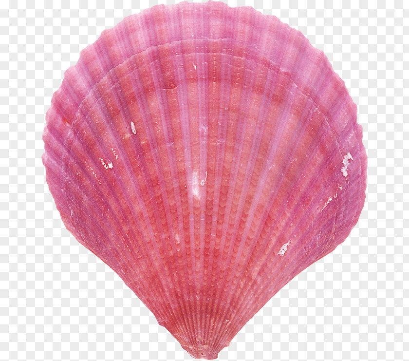 Clam Seafood Pink Background PNG