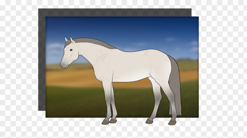 Grey Horse Stallion Mustang Foal Mare Colt PNG