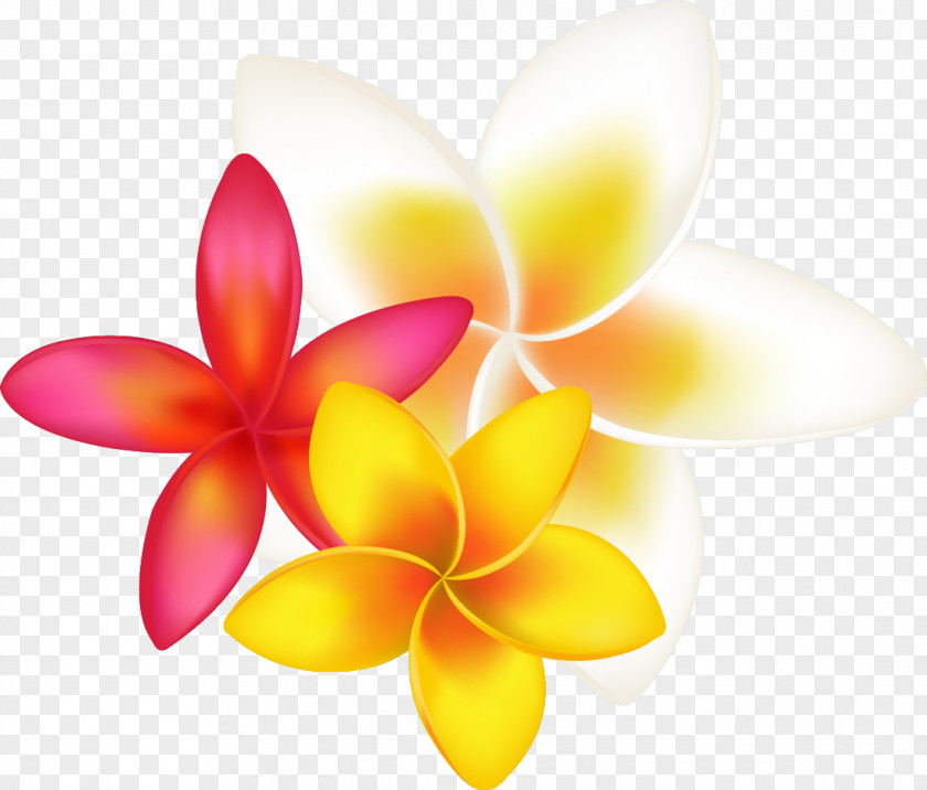 Tropical Flower Frangipani Drawing Clip Art PNG