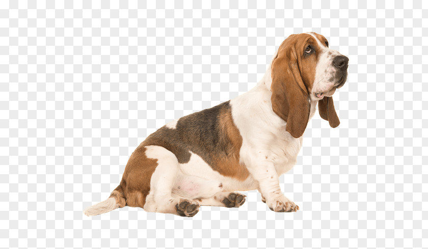 Basset Hound Puppy Greyhound Dachshund PNG