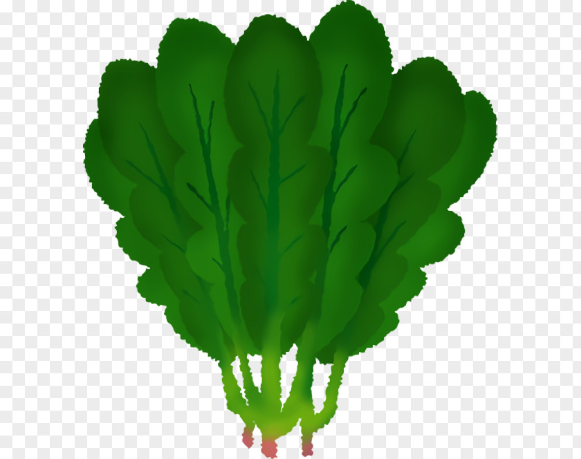 Leaf Plant Stem Vegetable Green M-tree PNG