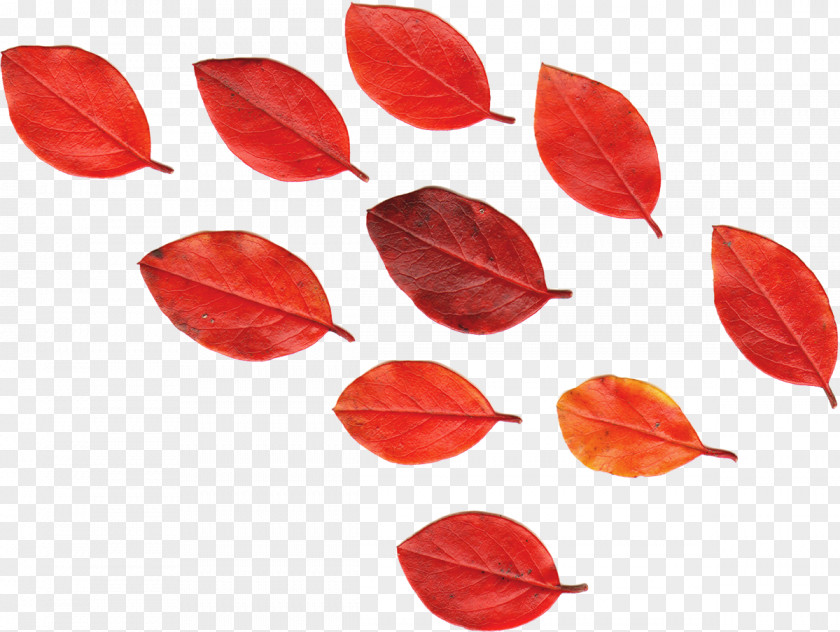 Maple Leaf Red Autumn Leaves Flower PNG