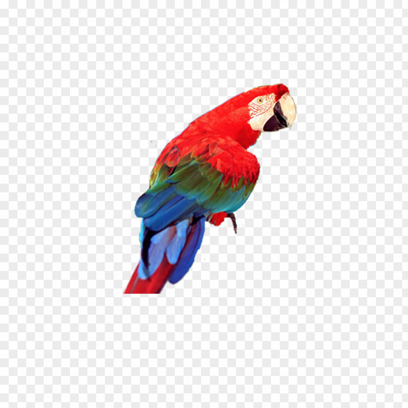 Red Parrot Bird True Blue-and-yellow Macaw PNG