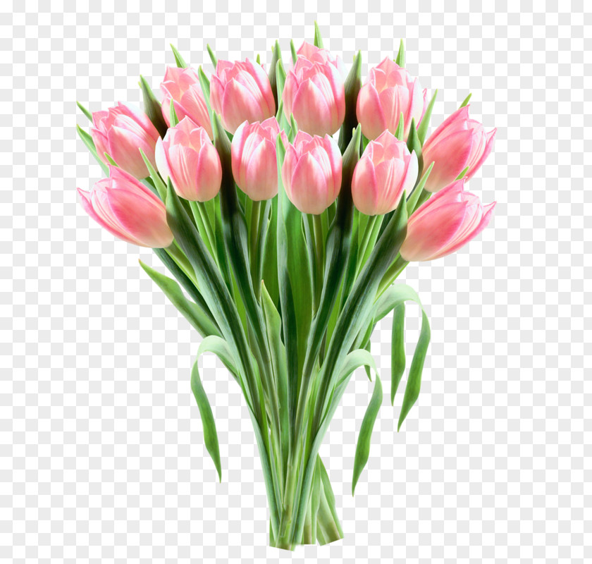 Tulip Indira Gandhi Memorial Garden Flower Clip Art PNG