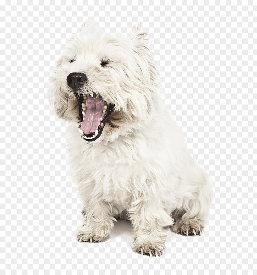 West Highland White Terrier Glen Of Imaal Cairn Dutch Smoushond Maltese Dog PNG
