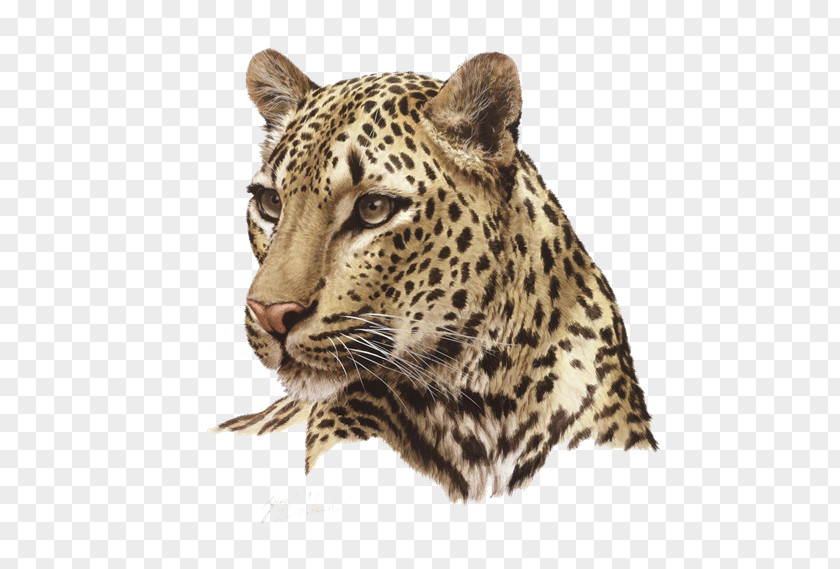 Leopard Felidae Desktop Wallpaper Clip Art PNG
