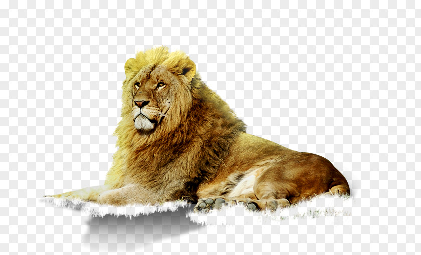Lions East African Lion Animal Google Images Zoo PNG