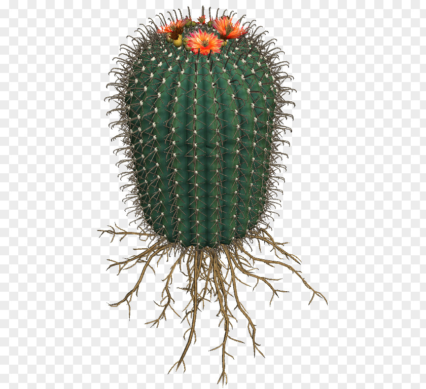 Cactus Cactaceae Succulent Plant San Pedro Flowering PNG
