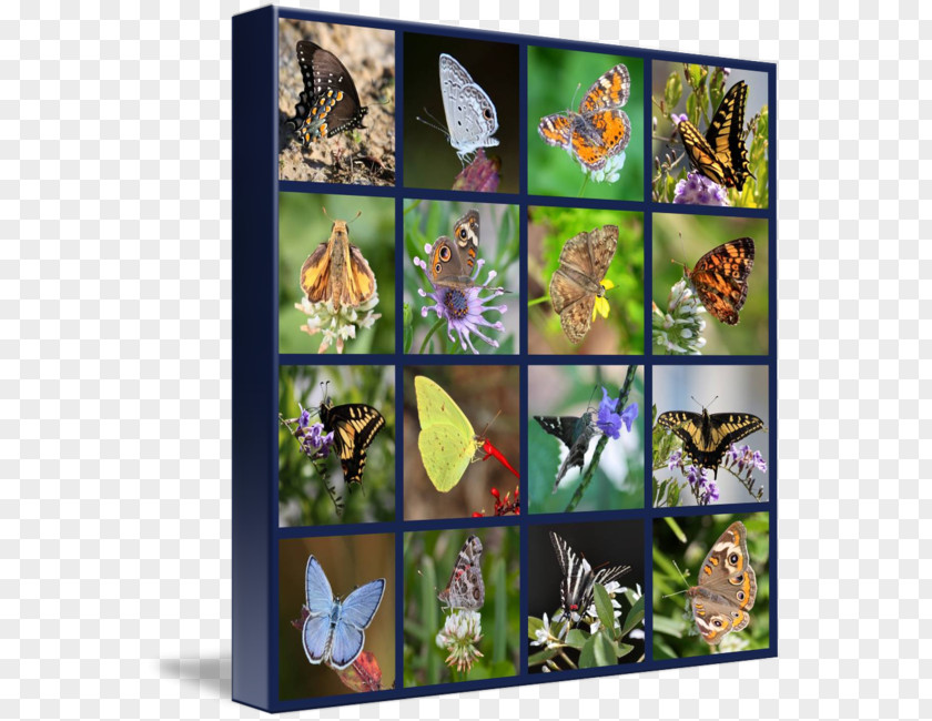 Glossy Butterflys Monarch Butterfly Collage Printing Canvas Print Picture Frames PNG