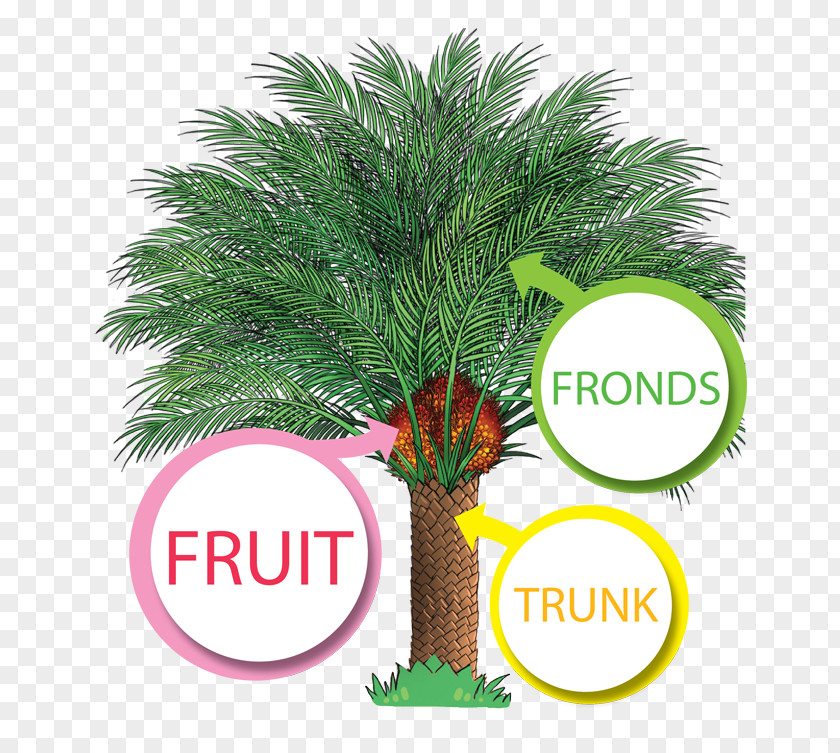 Palm Fruit African Oil Trees Production In Malaysia PNG