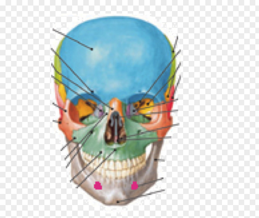 Skull Supraorbital Foramen Infraorbital Anatomy PNG
