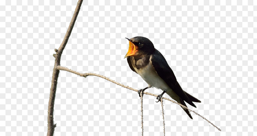 Swallows Twitter Old World Flycatcher American Sparrows Beak Wing PNG