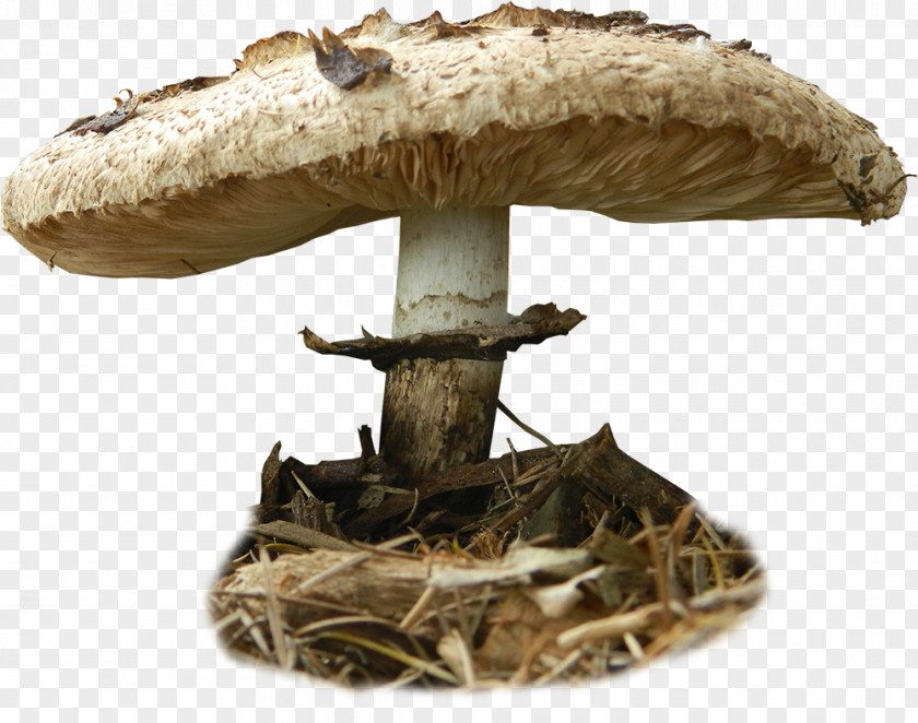 Toadstools Stock Photography Edible Mushroom DeviantArt PNG