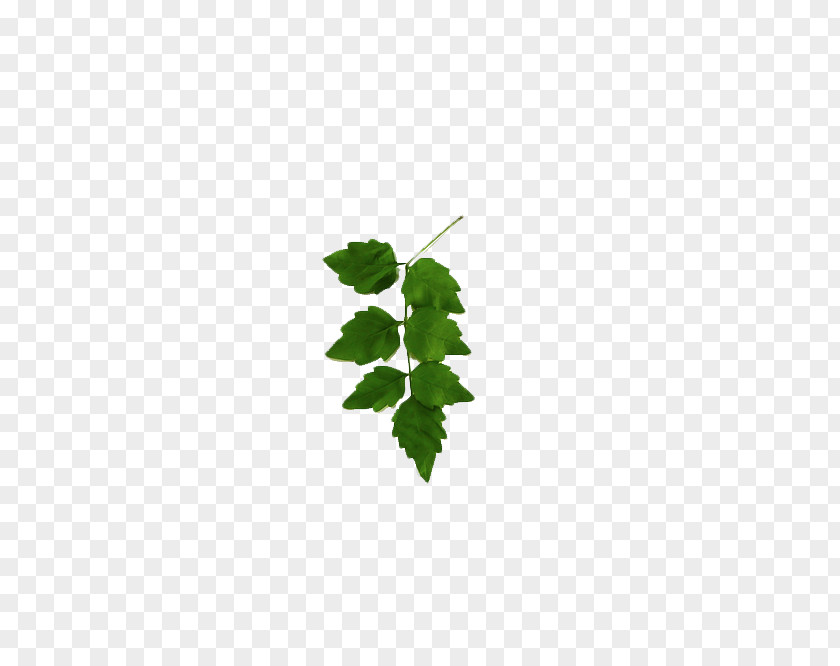 7 Leaves Leaf Green Tree Pattern PNG