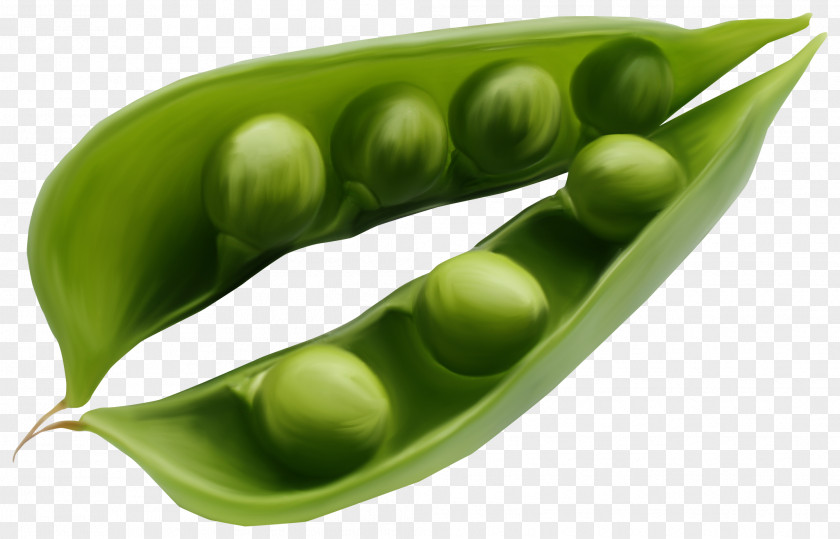 Black Beans Pea Vegetable Bean Legume Clip Art PNG