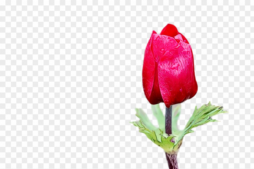 Flower Bud Petal Tulip Red PNG