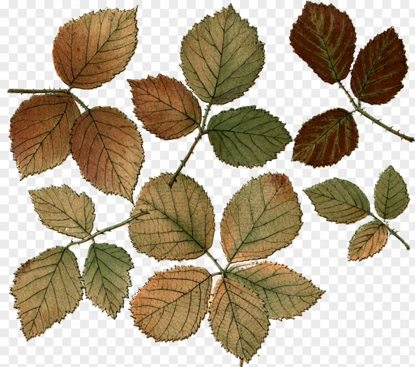 Leaf Photography Branch Desktop Wallpaper PNG