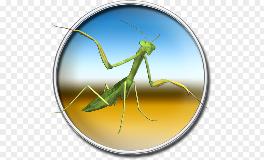 Mantis Locust Pest PNG