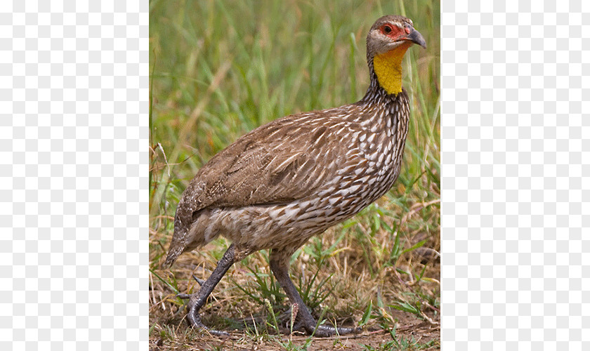 Bird Grouse Ecosystem Francolin Fauna PNG