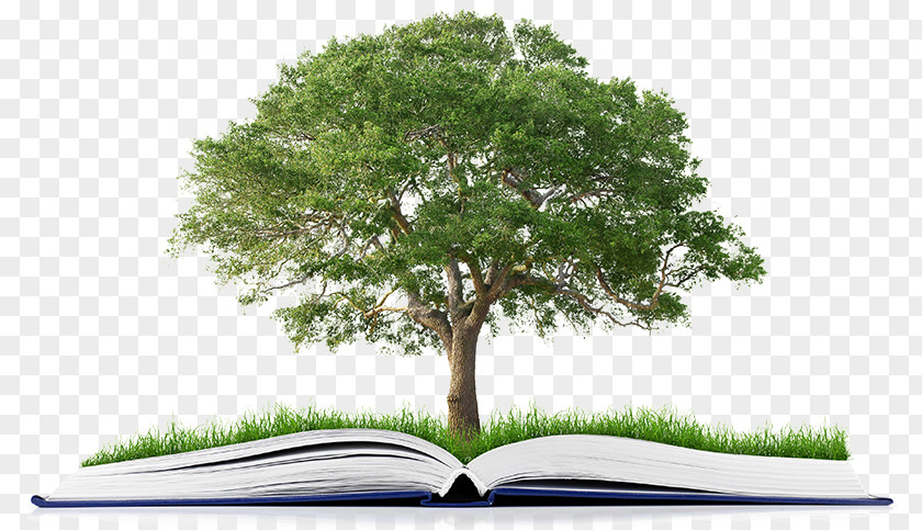 Book Publishing Tree Stock Photography Organization PNG