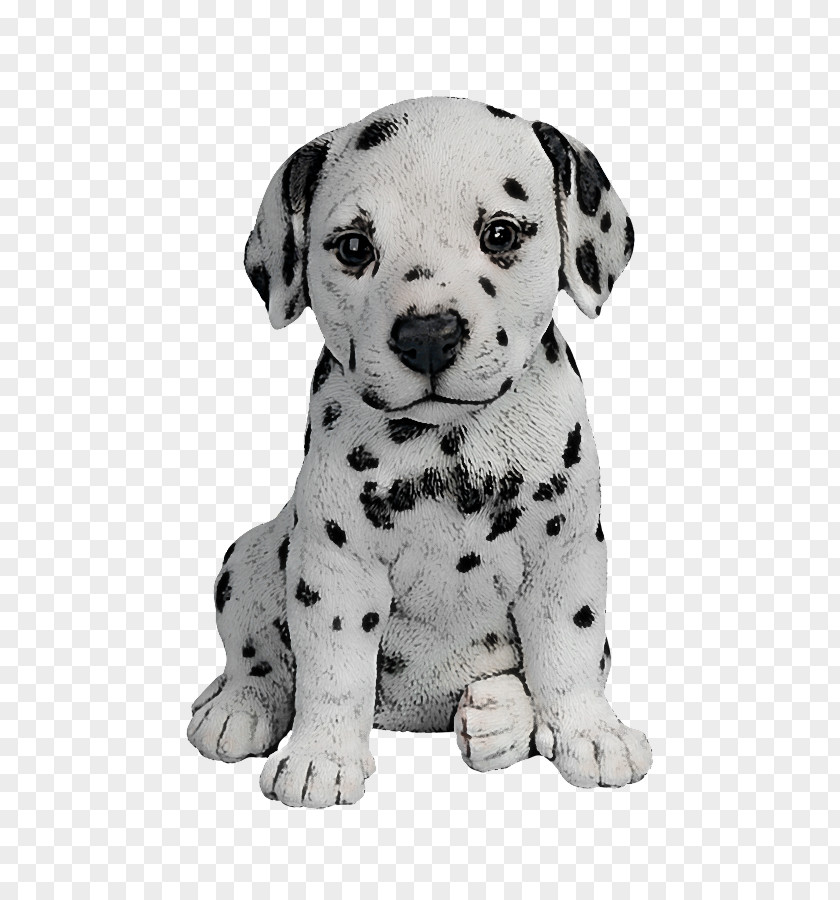 Dog Dalmatian Puppy Non-sporting Group Snout PNG