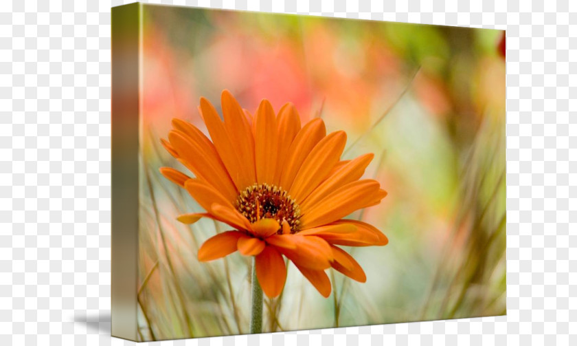 Oscar Gutierrez Transvaal Daisy Stock.xchng Stock Photography Royalty-free PNG