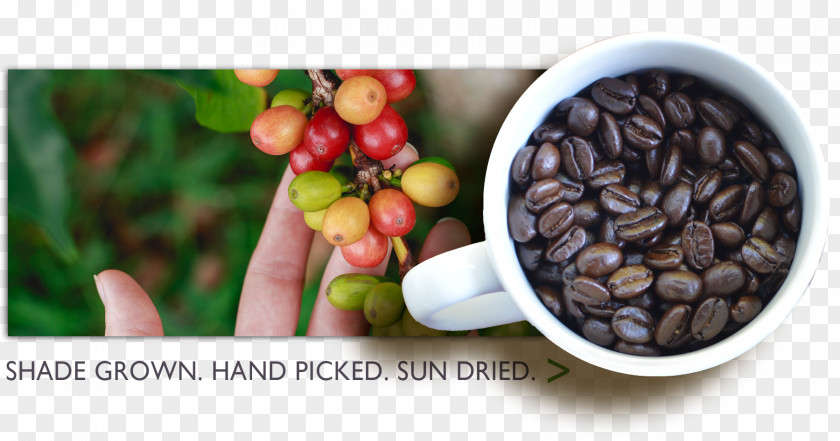 Shading Beans Chocolate-covered Coffee Bean Instant Finca La Despensa Aroma Of The Andes PNG