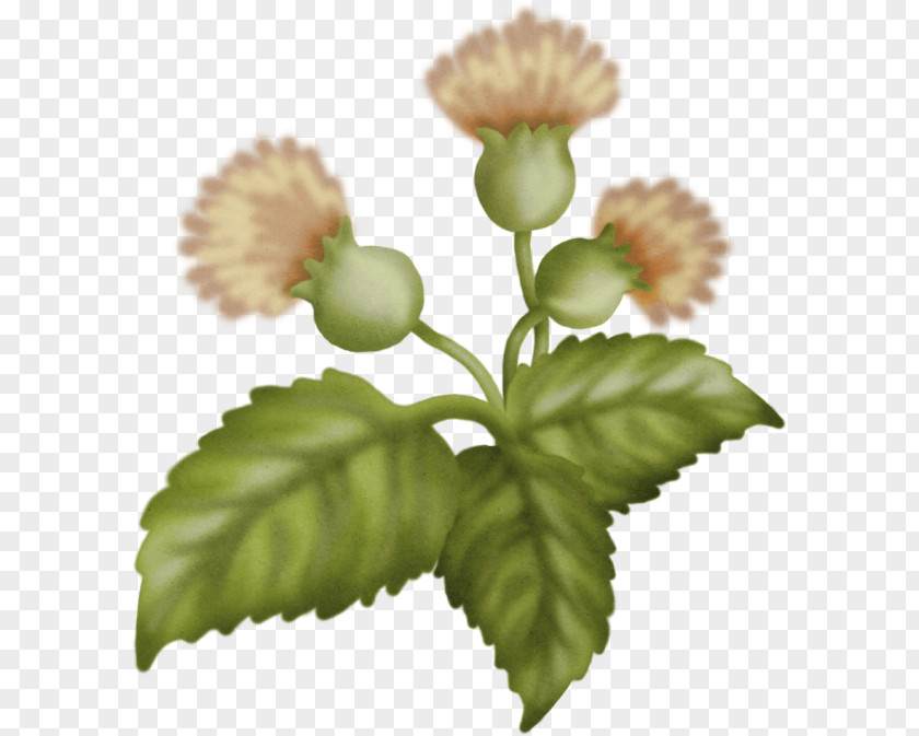 Shengkai's Dandelion Flower Centerblog PNG