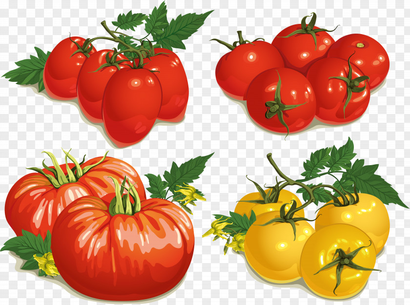 Tomato PNG