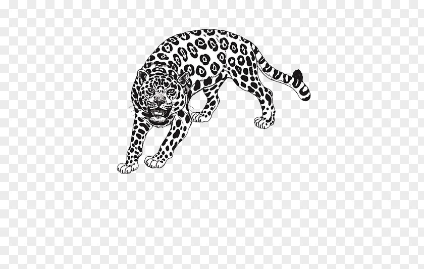 Black Leopard Amazon Rainforest Draw Anything : Pencil Drawings Step By Step: Drawing Ideas For Absolute Beginners Coloring Book PNG