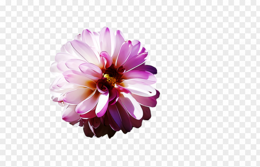 Dahlia Daisy Family Petal Flower Pink Violet Purple PNG