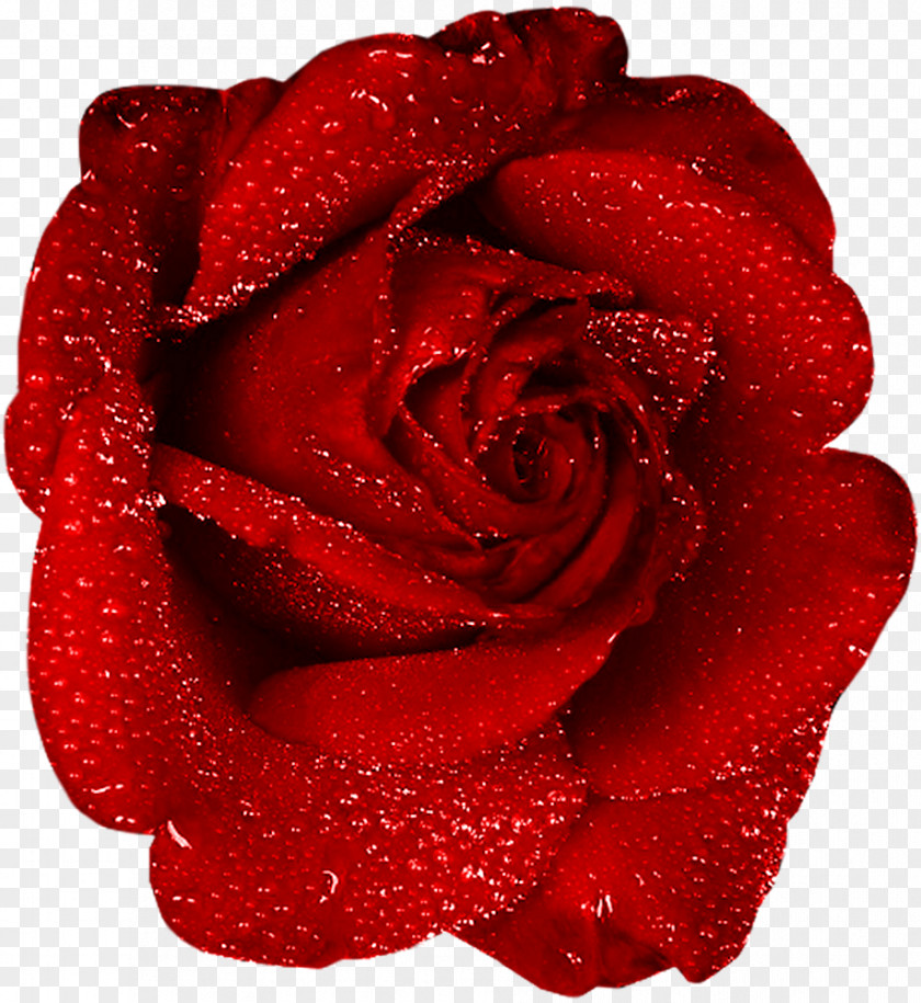 Red Rose With Dew Clipart Clip Art PNG