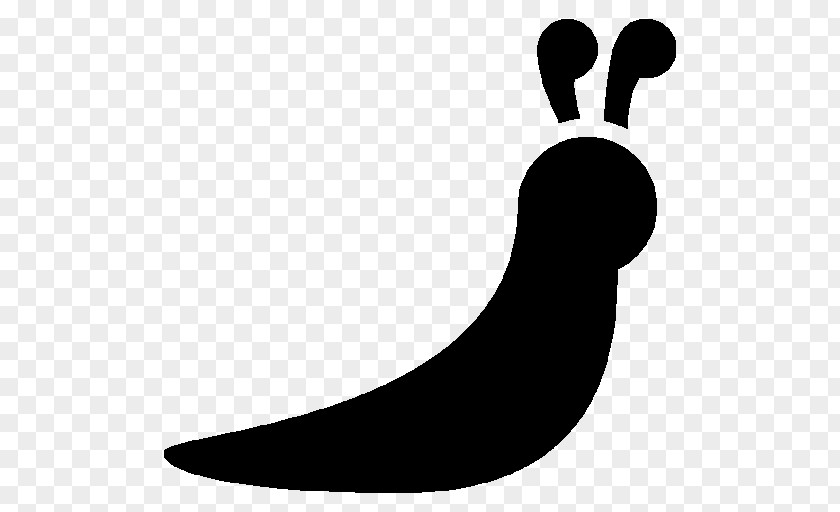 Slug Snail PNG