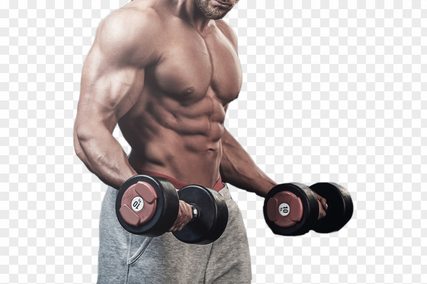 Coach In The Gym Lifting Weights Bodybuilding Fitness Centre Muscle PNG