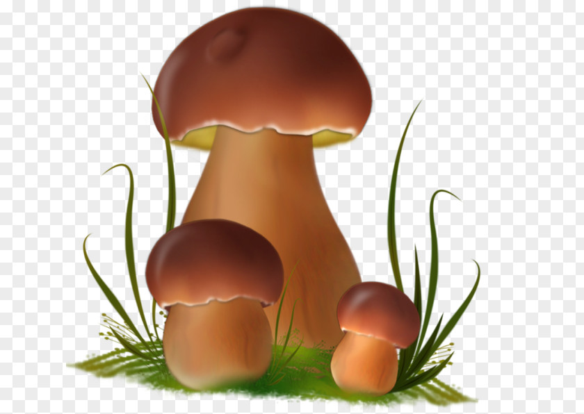 Fungus Boletus Edulis Edible Mushroom Death Cap Clip Art PNG
