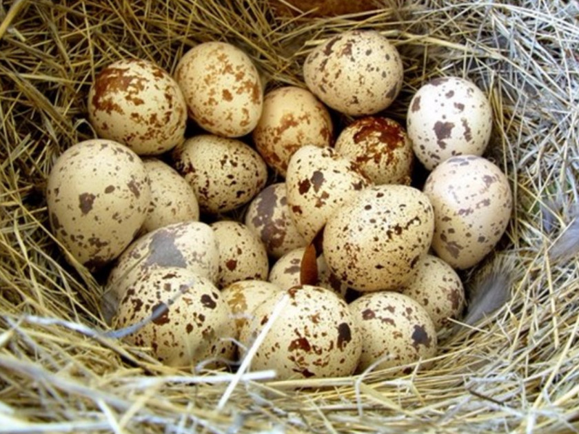 Quail Common Bird Eggs PNG