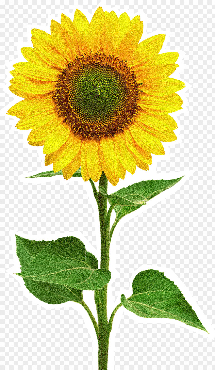 Sunflower Common Stock Photography Royalty-free PNG