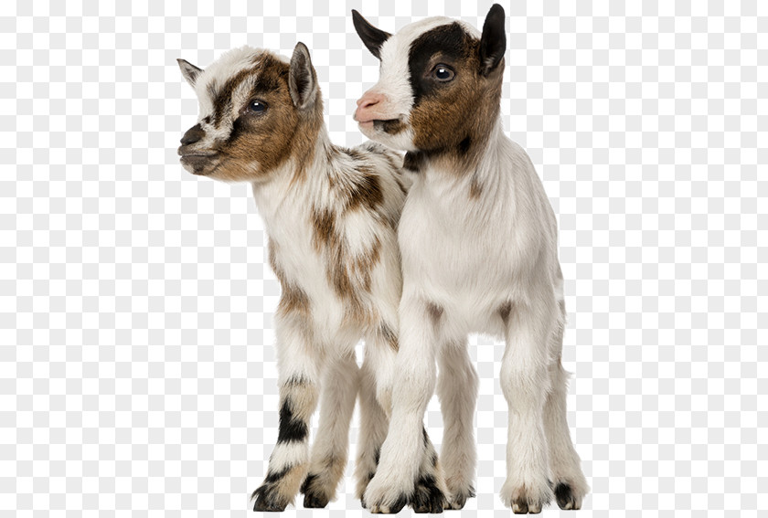 Ziege Goat Wild- Und Freizeitpark Ostrittrum Stock Photography Royalty-free PNG