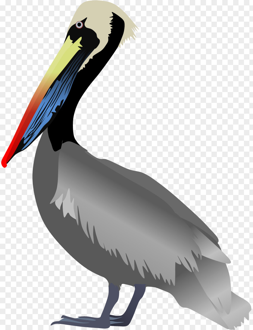 Bird Peruvian Pelican Great White American Spot-billed PNG