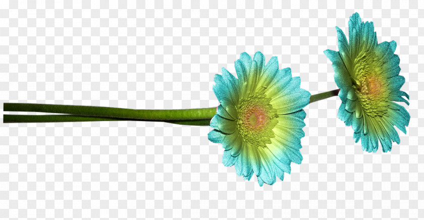 Bloemen Common Daisy Blue Flower PNG