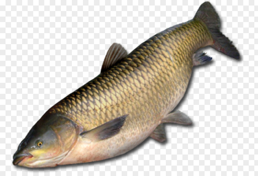 Fish Amur River Grass Carp Common Northern Pike PNG